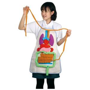 8734* internal organs. explanation apron * food. current . understand * meal . family .. vessel science teaching material * intellectual training toy *