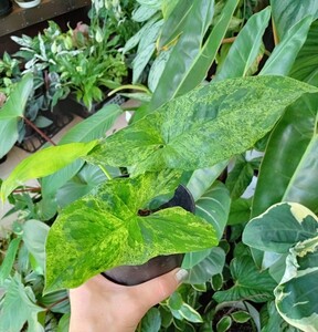 シンゴニウム モヒート Syngonium Mojito