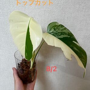 最終価格 斑入りモンステラ ボルシギアナ ハーフムーン 希少 レア