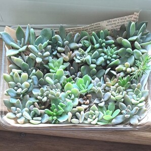 多肉植物 寄せ植え カット苗 多種売り切りセット ハオルチア B