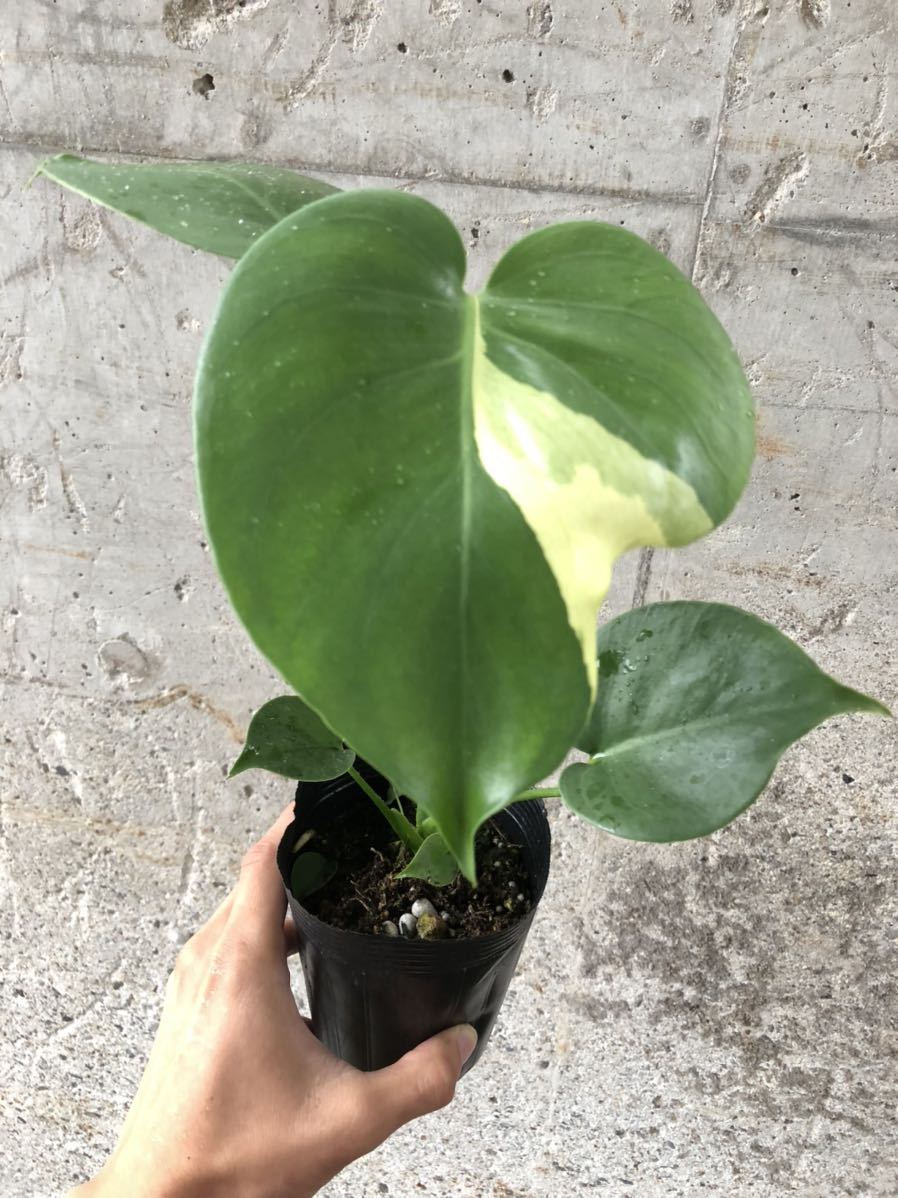 モンステラ デリシオーサ オリジナル白斑 Monstera Deliciosa Original White Variegata Minimilks Com
