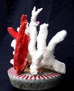 サンゴ　珊瑚　赤　白原木　3個　台座付　マリン　アクア