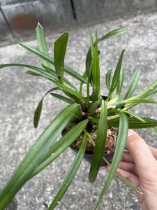 【vandaka】レア美品 Maxillaria encyclioides マキシラリア エンシクリオイデス 小型原種洋蘭 ペルー便
