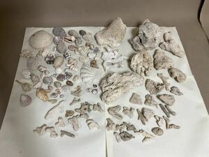 QM4994 貝殻　貝　珊瑚　サンゴ　種類多数