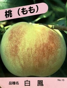 Hikawa Hakuho Peach