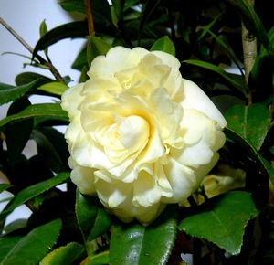 * rare yellow flower .(...)[ hook ..] pot seedling * with translation price cut *