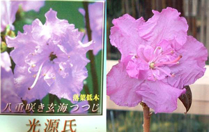 ヤフオク 八重咲きツツジ 花 園芸 の落札相場 落札価格 ヤフオク 八重咲きツツジ 花 園芸 の落札相場 落札価格