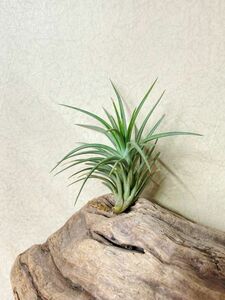 [Frontier Plants]chi Ran jia*tenifo rear *e Ben sioT. tenuifolia Evenciobrome rear air plant 