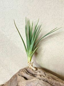 [Frontier Plants] [ reality goods ]chi Ran jia* Rena -tes reserve T. Renate's Reserve (T. argentina X T. aeranthos) air plant 