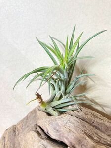 【Frontier Plants】 【現品】チランジア・ネグレクタ・アメジスト　T. neglecta Amethyst【B】ブロメリア エアープランツ