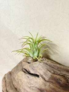 【Frontier Plants】 チランジア・イオナンタ・ルブラハードリーフ　T. ionantha Rubra Hard Leafブロメリア エアープランツ
