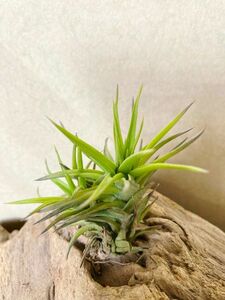 [Frontier Plants]chi Ran jia*a Elan tos* bronze T. aeranthos Bronzebrome rear air plant 