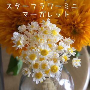 スターフラワーミニ 加工花材 マーガレット 茎付き60本+α 増量中