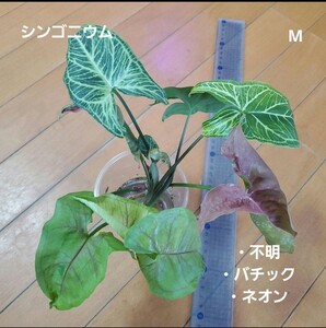 シンゴニウム シンゴニューム ライム ゴールデンアリュージョン 他 カット苗 M