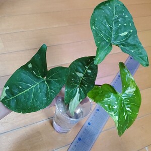 シンゴニウム シンゴニューム パンダ カット苗 1