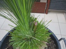 【現品】クサントロエア・グラウカ　xanthorrhoea glauca　通称：ブラックボーイ(Black boy)　グラスツリー　17号相当　ｆ５_画像4