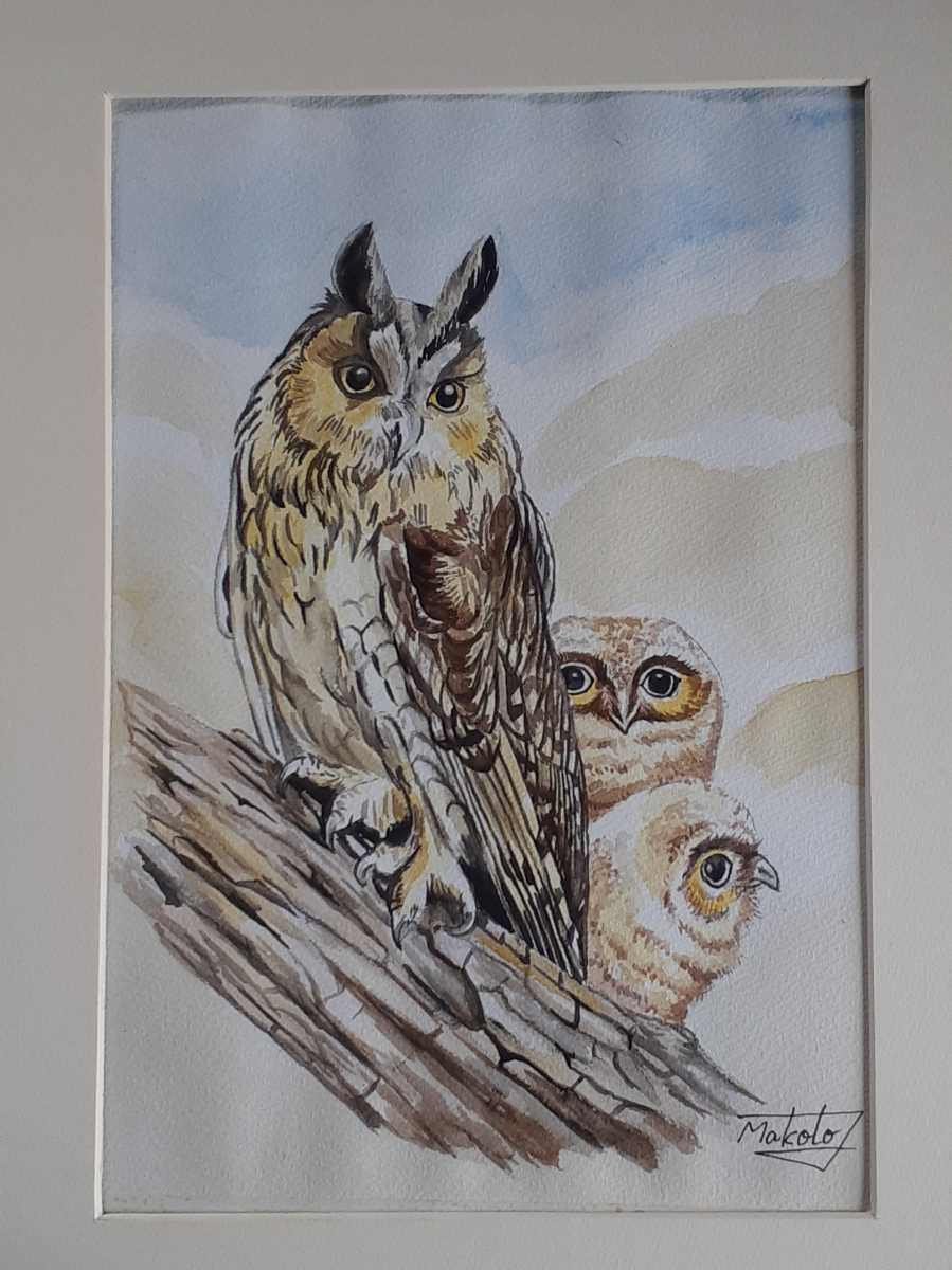 水彩猫头鹰, 绘画, 水彩, 动物画
