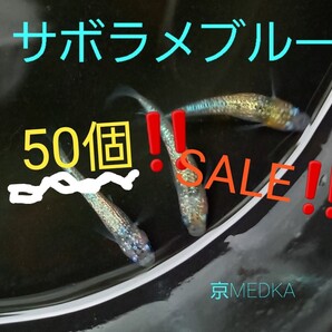 【サボラメブルーメダカの卵50個!!】 特別価格 綺麗なメダカ 無精卵メチレンブルー確認済み【京MEDKA】
