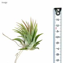 チランジア イオナンタ 'ルブラ' S size (エアープランツ ティランジア ionantha 'Rubra')_画像2