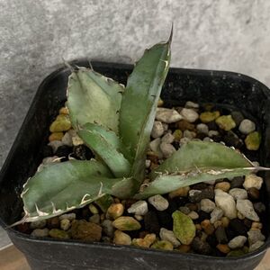 【F241】【超希少 チタノタ】強棘選抜! アガベ チタノタ コンパクタ! Agave titanota