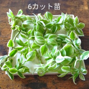 ★斑入りベビーサンローズ カット苗/6苗★初心者でも安心♪