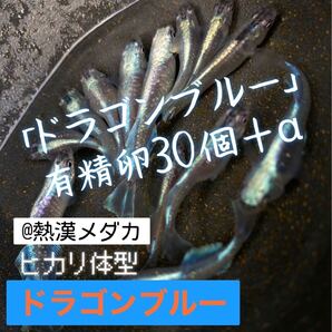 @熱漢メダカ屋 ドラゴンブルー 極上色 めだか 有精卵30個+α 8月限定SALE開催中〜