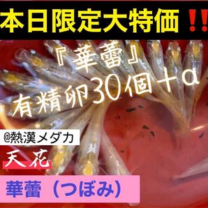 〜熱漢メダカ屋〜 華蕾 つぼみ 極上色 めだか 有精卵30個+α 8/19.20限定大特価!!目玉商品