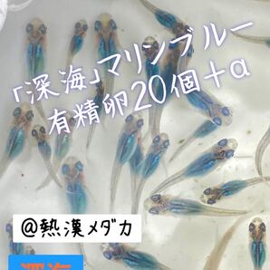 @熱漢メダカ 深海 マリンブルー めだか 有精卵20個+α 〜8月限定SALE実施中〜