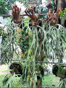 Platycerium willinckii cv.I love ferns ビカクシダ ウィリンキー アイラブファーン