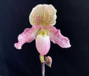 洋蘭 Paph. Ron Williamson (niveum × primulinum purprascens) 未開花株　