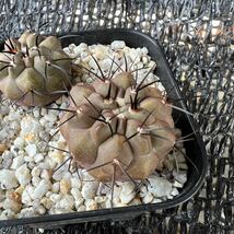 copiapoa sp2本 （calderana×cinerea）×cinerea 実生 （黒王丸×カルデナラ）×黒王丸 _画像5