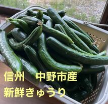 長野県中野市 朝採り新鮮野菜 きゅうり5kg_画像1