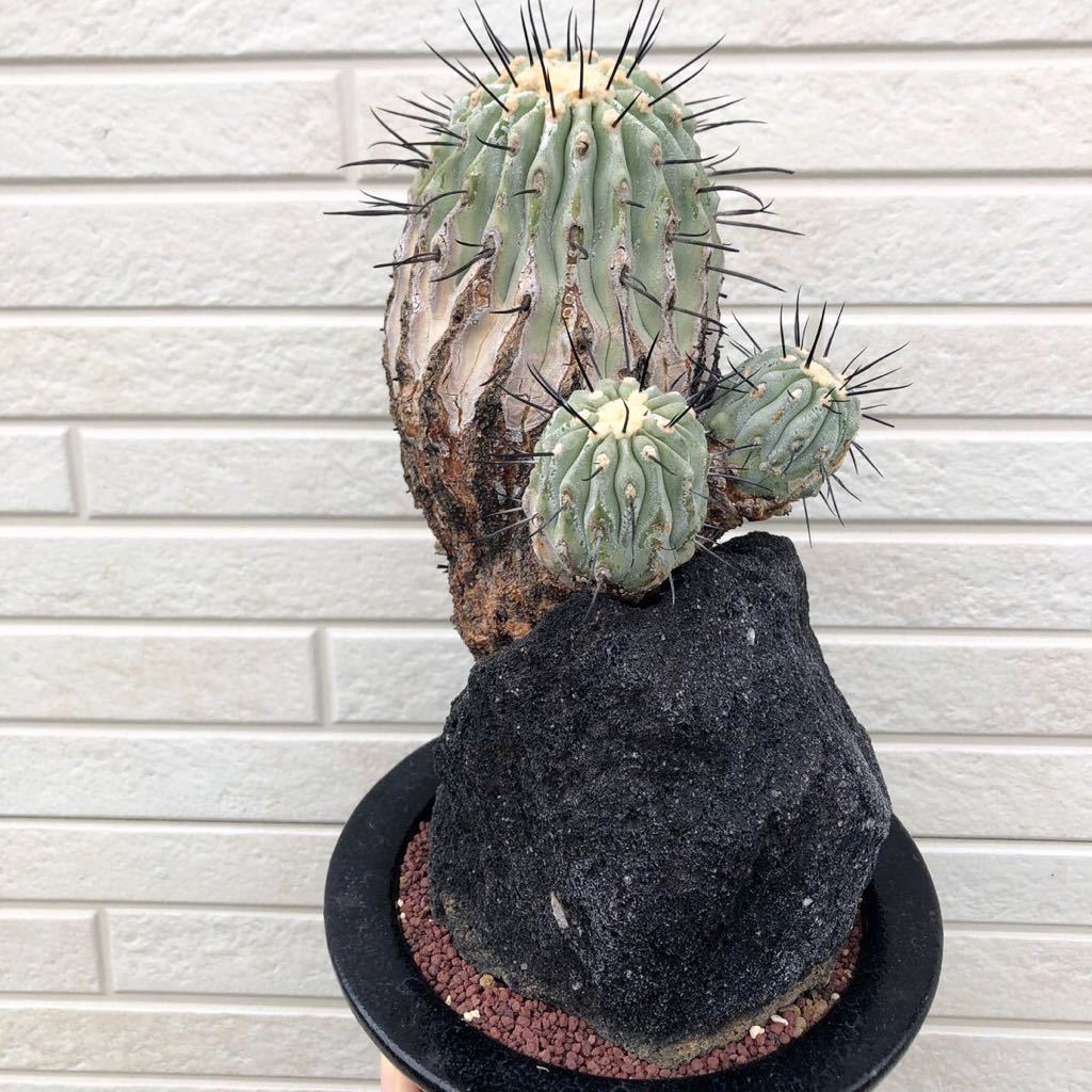 コピアポア デュラ copiapoa dura 銅羅丸 valiem バリエム - travancorefoundation.com コピアポア デュラ copiapoa dura 銅羅丸 valiem バリエム - travancorefoundation.com
