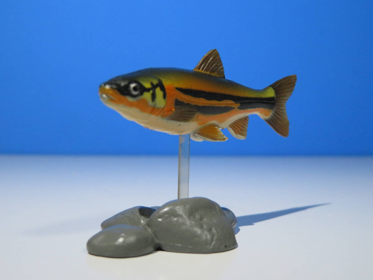 人気海外一番 原色淡水魚図鑑人面魚 centralbarkdogdaycare.com.au
