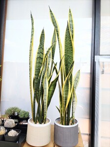観葉植物 サンスベリア(サンセベリア) 2鉢分 抜き苗
