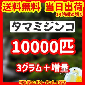 タマミジンコ 3g+増量 送料無料 即日発送 金魚 メダカ 熱帯魚 爬虫類や両生類にオススメ 活き餌 生き餌