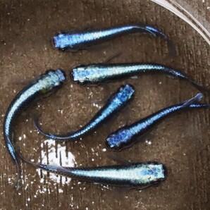 カブキブルー 有精卵 30+5(補償分)個 濃藍 【極上】