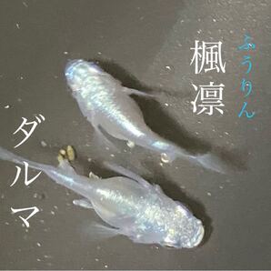 【極上】2022 楓凛ダルマメダカ 有精卵20個+α 希少