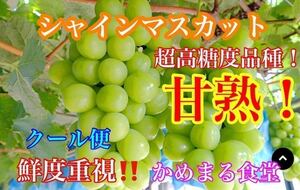 クール便!鮮度重視!福岡or熊本甘熟シャインマスカット 約1.2kg(4パック)かめまる食堂21