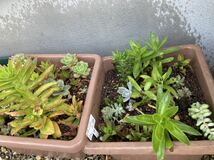 多肉植物　いろいろ　おまかせ10種類以上　☆寄せ植えに最適☆_画像9