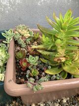 多肉植物　いろいろ　おまかせ10種類以上　☆寄せ植えに最適☆_画像8