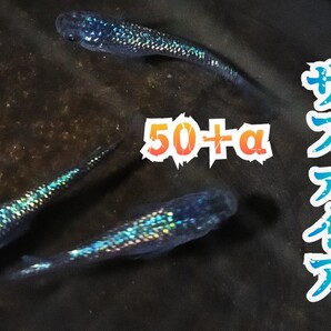 「開設記念増量セール」サファイア メダカ 有精卵50+α