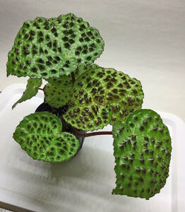 ベゴニア　メラノブラータ Begonia melanobullata　【観葉植物　アロイド　熱帯植物】