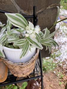 観葉植物A