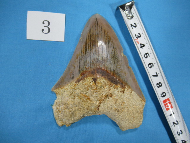 公式オンラインストアな メガロドン サウスカロライナ産 bc07 化石 341 