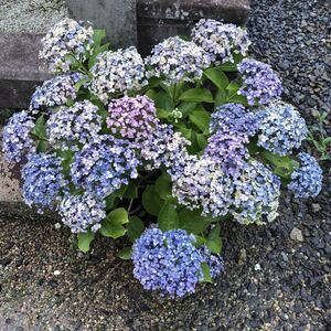 ヤフオク おたふく 紫陽花の中古品 新品 未使用品一覧 ヤフオク おたふく 紫陽花の中古品 新品 未使用品一覧