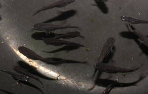ブラックダイヤ上見強ラメ親個体からの選別もれ幼魚１０匹