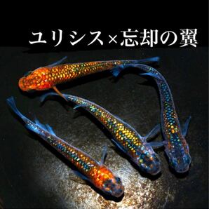 ユリシス×忘却の翼 有精卵15個+α めだか メダカ