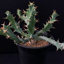 σ ユーフォルビア クラビゲラ 実生 3号 Euphorbia clavigera 多肉植物 サボテン_画像5