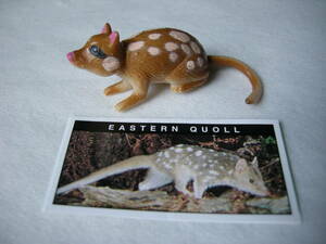 【ヤウイ Yowie　EASTERN QUOLL (フクロネコ)】